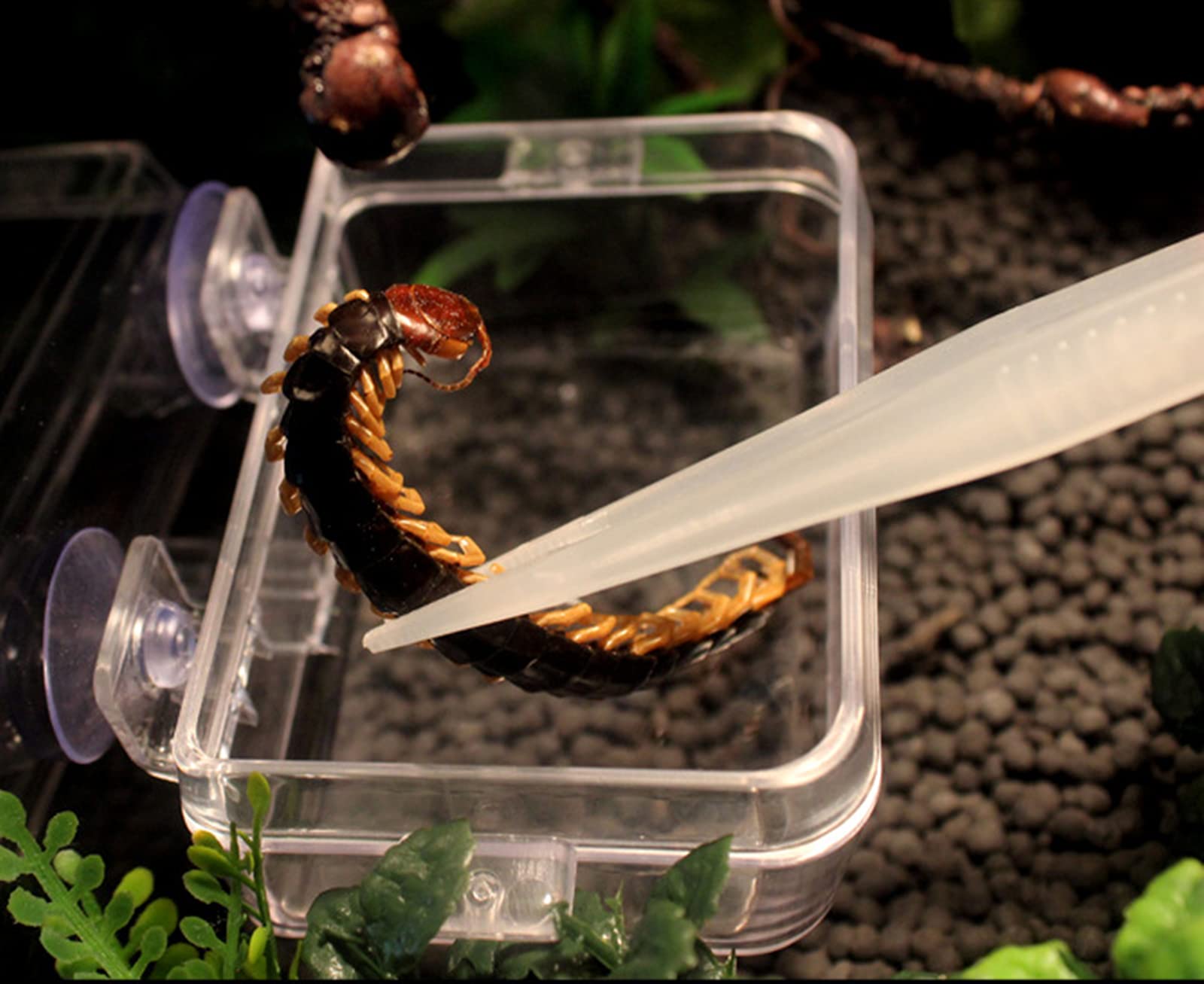 爬虫類　飼育器具　セット 楽天市場】コトブキ ヒュドラケース3144 爬虫類・両生類飼育