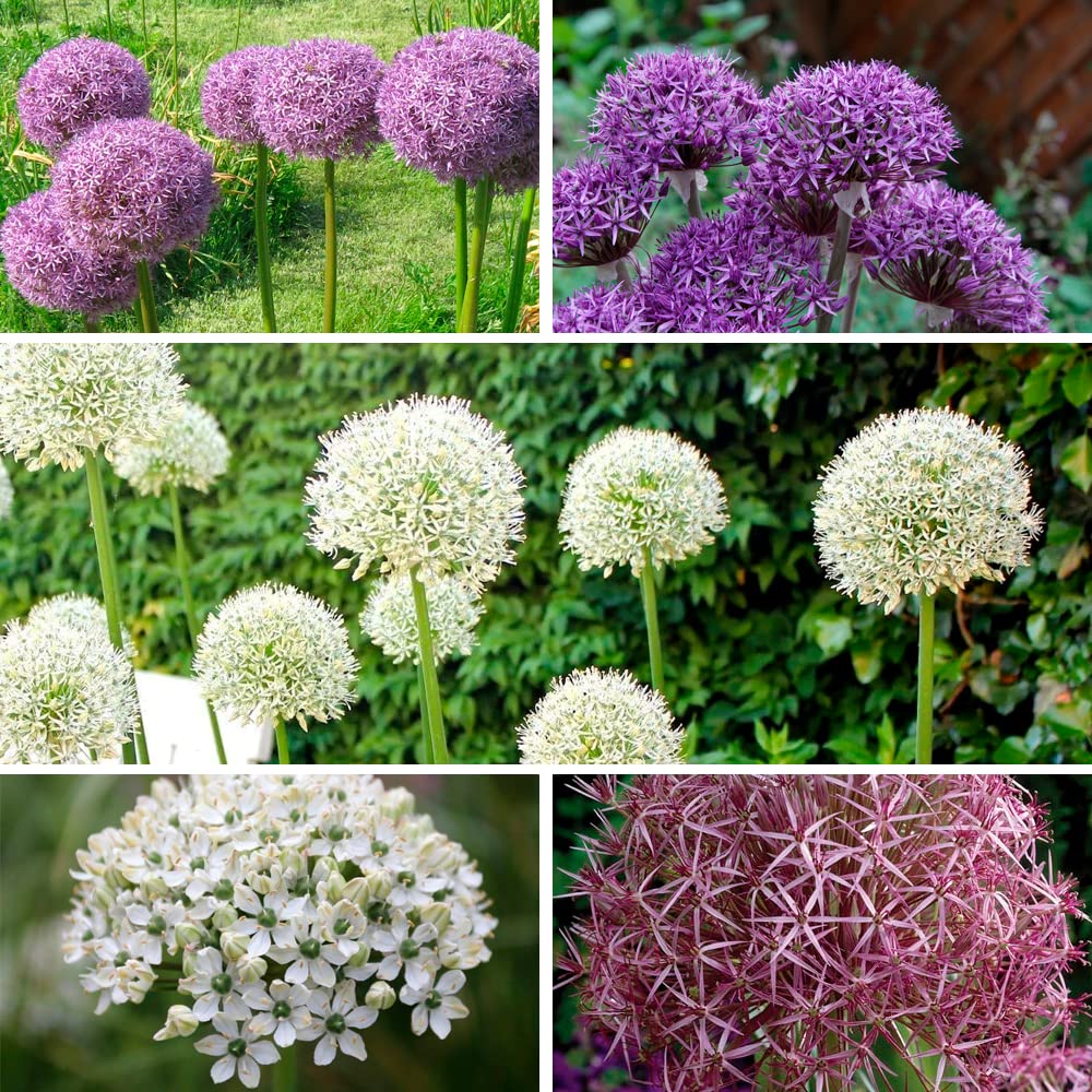 Buy 10 x Bubble Blend Attractive Blooms of Allium Flowers RHS s for