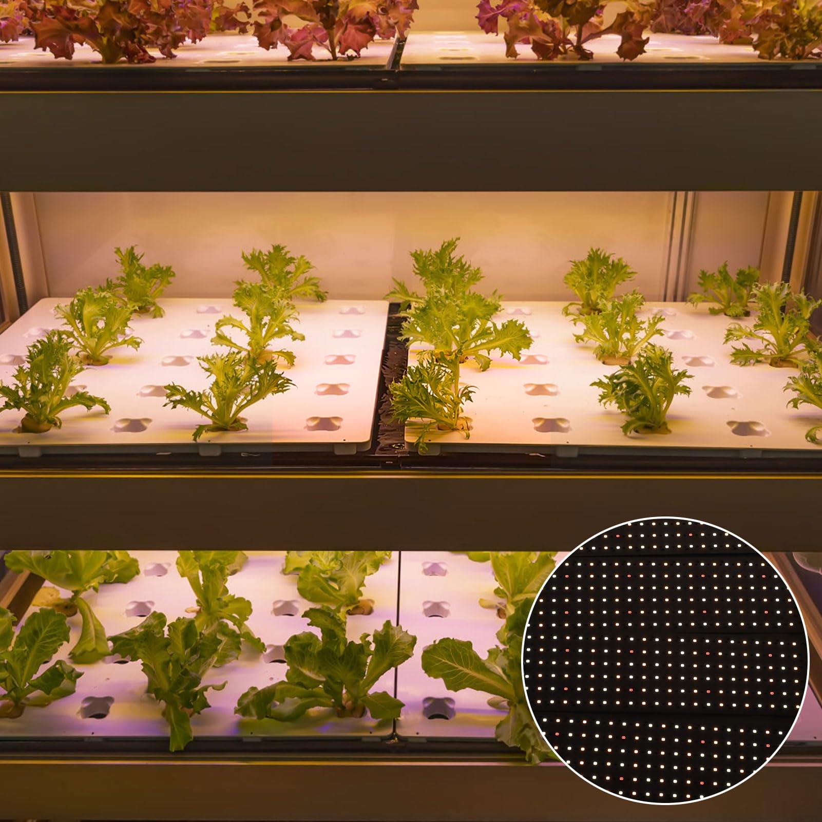 Luz LED de cultivo, luces de espectro completo para plantas de interior con temporizador automático, lámpara de cultivo de alto ahorro de energía PPFD para verduras, flores y (4 cabeza)
