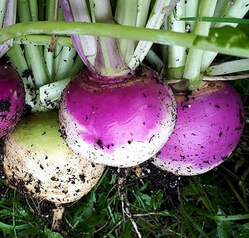 Miniatura 2 de CZ Grain Semillas de parcela de alimentos para plantar cultiva alimentos para ciervos, pavos, alces, fesantes, codornices y otros animales