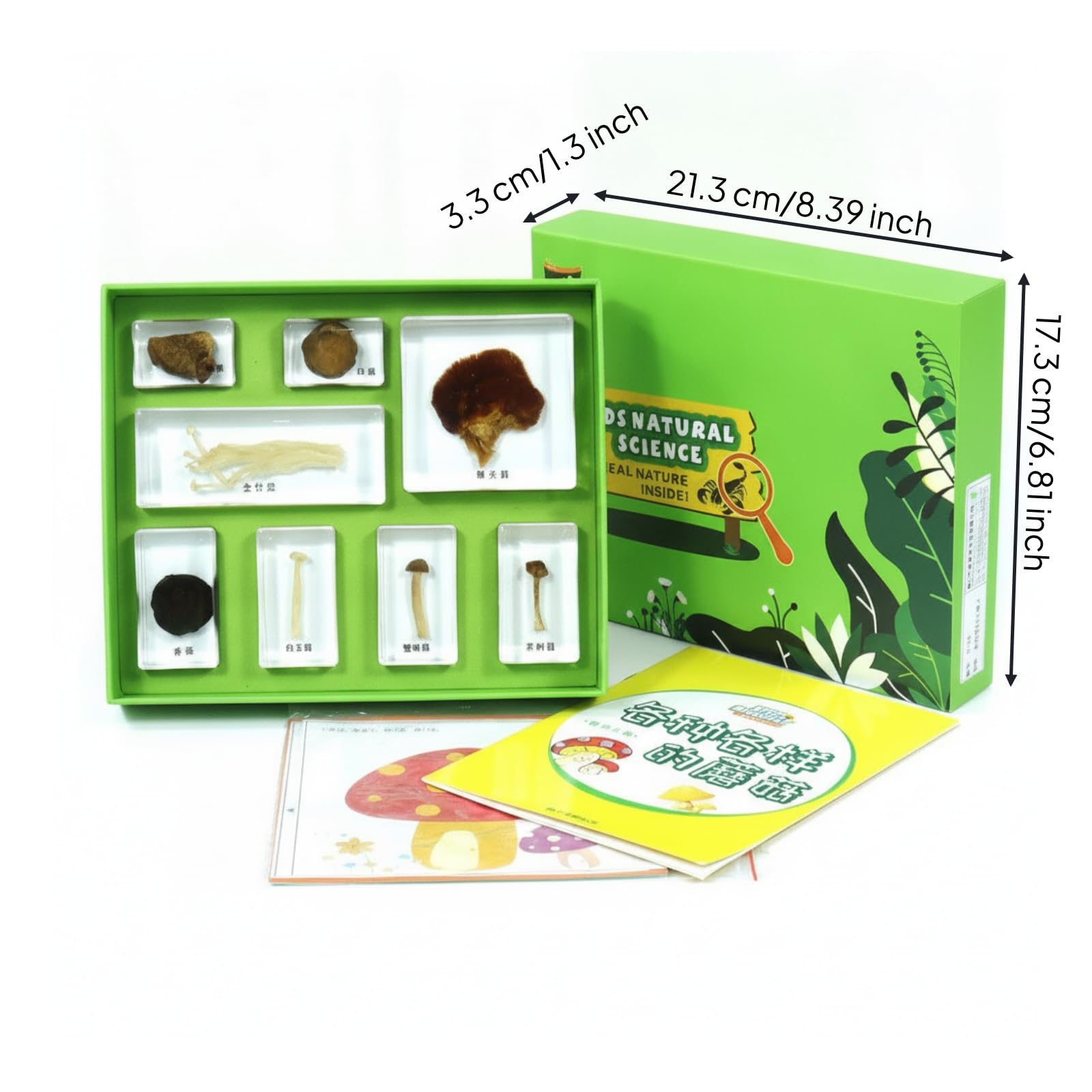 KiBcsLic Caja con Resina Educativo Caja Especímenes Didáctico Juego Experimentos Científicos para Estudiantes, Profesores, Aula, Colegio, Array, Varios Hongos