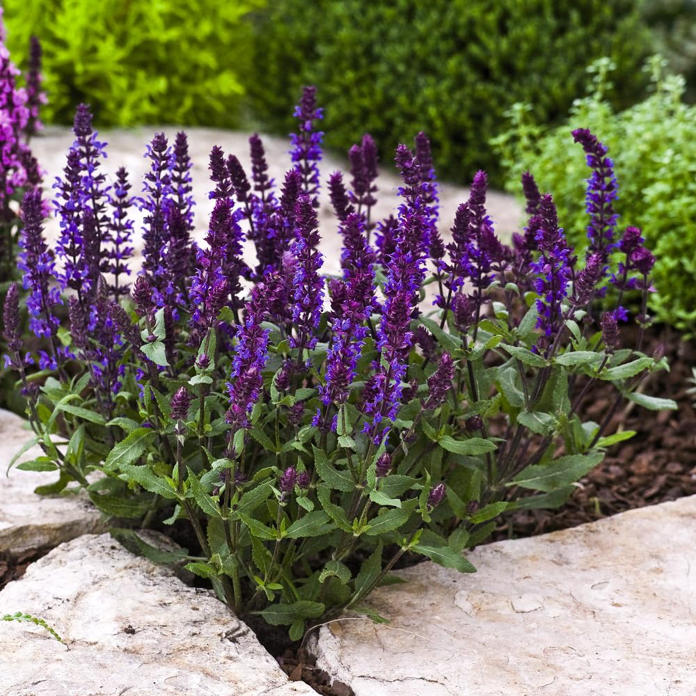 Salvia 'Edula Blue'. Plug Plant x 4. Spikes of Blue Flowers. Hardy Perennial. Available from Bedwen Plants