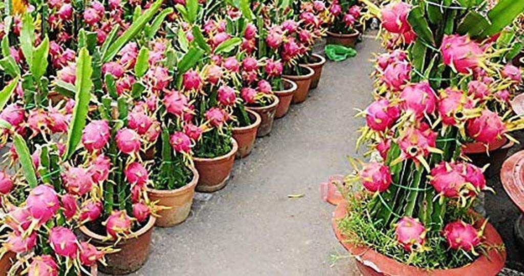 OhhSome Rare Dwarf Fruit Live Plant - Rare Pitaya Dragon Fruit Cactus Fruit Stem Cutting Plant (1 Healthy Live Plant