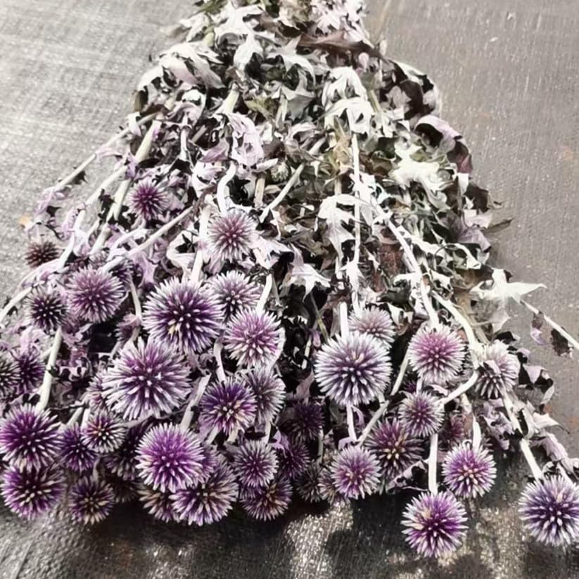 Dried Echinops Globe Thistles DongArts
