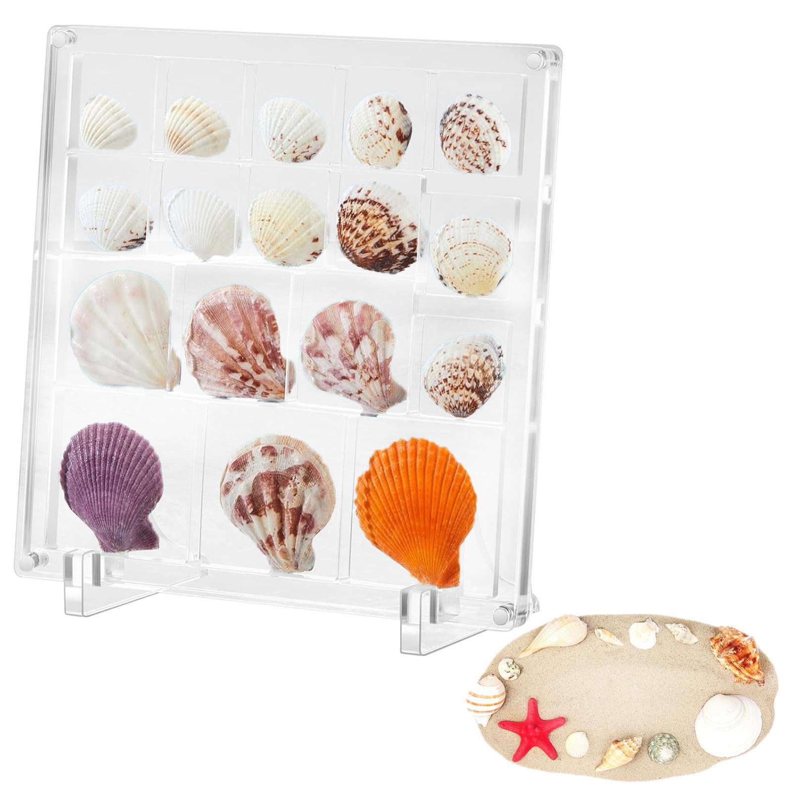 Amazon｜アクリル貝殻ディスプレイボックス | 正方形磁気アクリル貝殻
