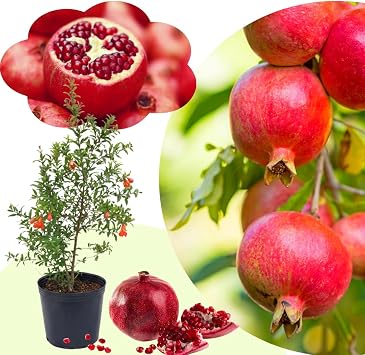 Pomegranate Tree, 18-28 Inches Tall, Ready for Outdoor Planting | Well-Drained Soil, Zones 7-11, Sweet Edible Fruit, Drought Tolerant, Patio Containers, Full Sun