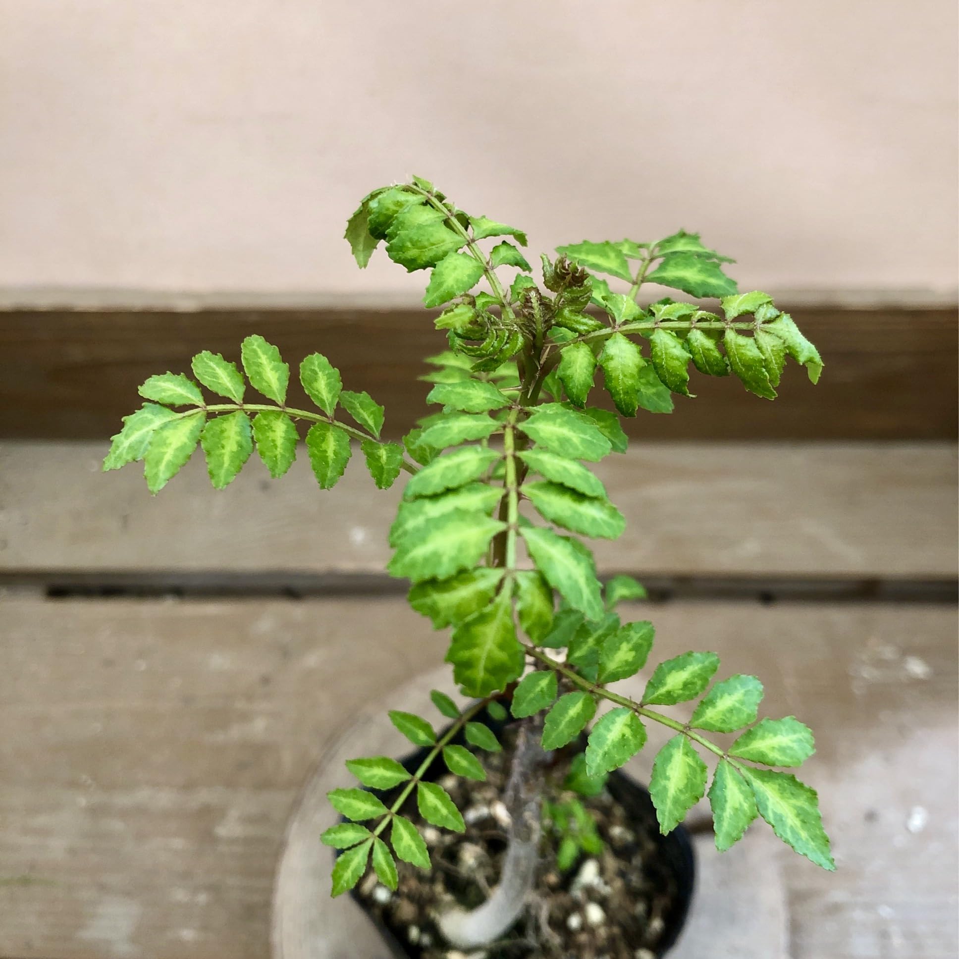 葉山椒 : 苗 根巻ハサンショウ⁄実山椒⁄山椒⁄木の実⁄植木 約110cm DIY