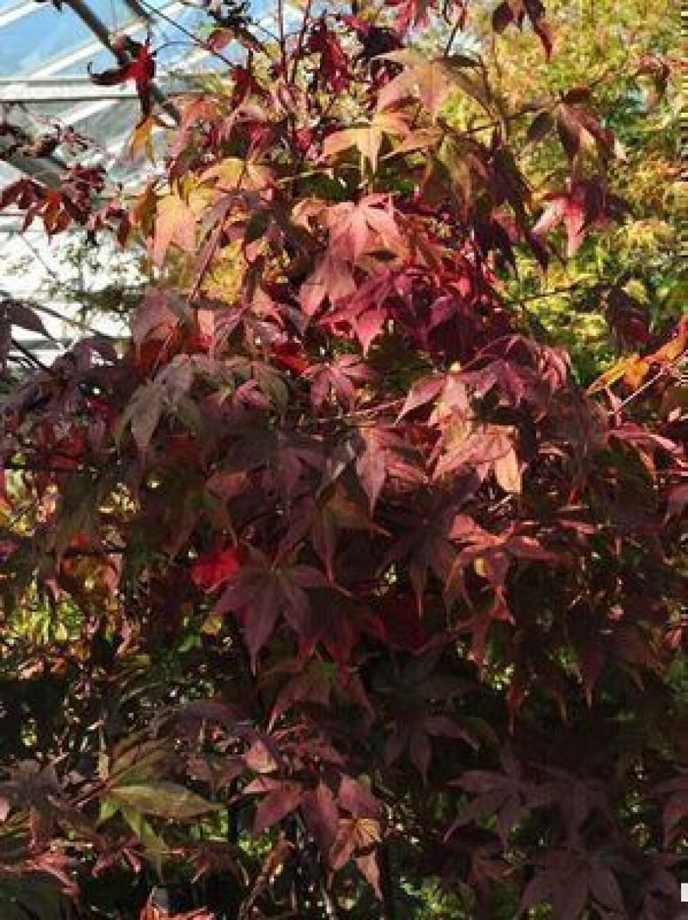 Acer palm. 'Osakazuki' - Erable Du Japon,Érable Palmé Osakazuki' 60-80 cm en pot