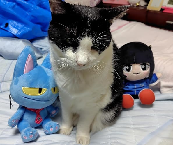 Amazon.co.jp: あのちゃんの電電電波♪ ぬいぐるみ あのちゃん 猫の