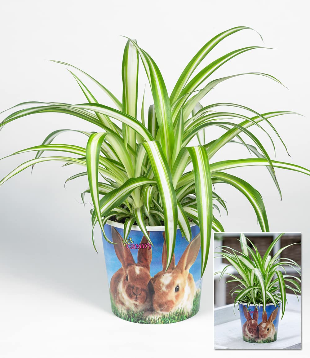 BALDUR Garten Chlorophytum Hase, 1 Pflanze, Grnlilie Pflanzenfutter fr  Hasen, essbar fr Haustiere, Zimmerpflanzen, Grnpflanze, mehrjhrig -  frostfrei halten, Chlorophytum comosum : Amazon.de: Garten