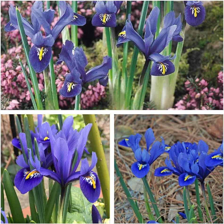 Iris Reticulata Harmony x 20 Flower Bulbs Size 5 up Early and Long Flowering Spring Iris. Easy to Grow
