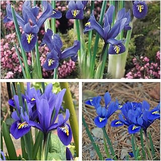 Humphreys Garden Iris Reticulata Harmony x 50 Bulbs Size 5up