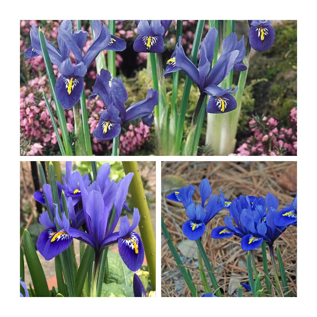Iris Reticulata Harmony x 20 Flower Bulbs Size 5 up Early and Long Flowering Spring Iris. Easy to Grow