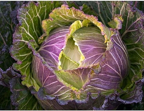 Repollo 'January King No 3' - reliquia francesa - Resistente al frío - Crujiente y crujiente!! (25 - Semillas)