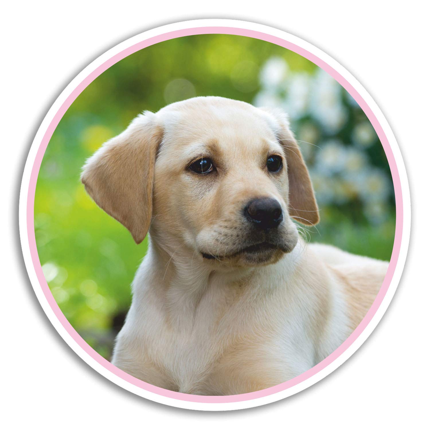 Destination Vinyl Ltd Multi 2 X 10Cm Cute Labrador Puppy Vinyl Stickers - Dog Sticker Laptop Luggage #8396 (10Cm Wide)