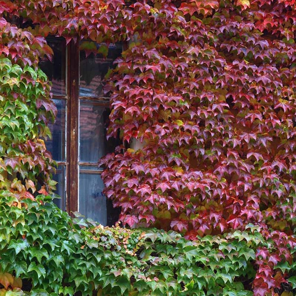 Boston Ivy Plant, Ivy Vine Plants Live Perennial Ground Cover, 2.5 Inc Pot