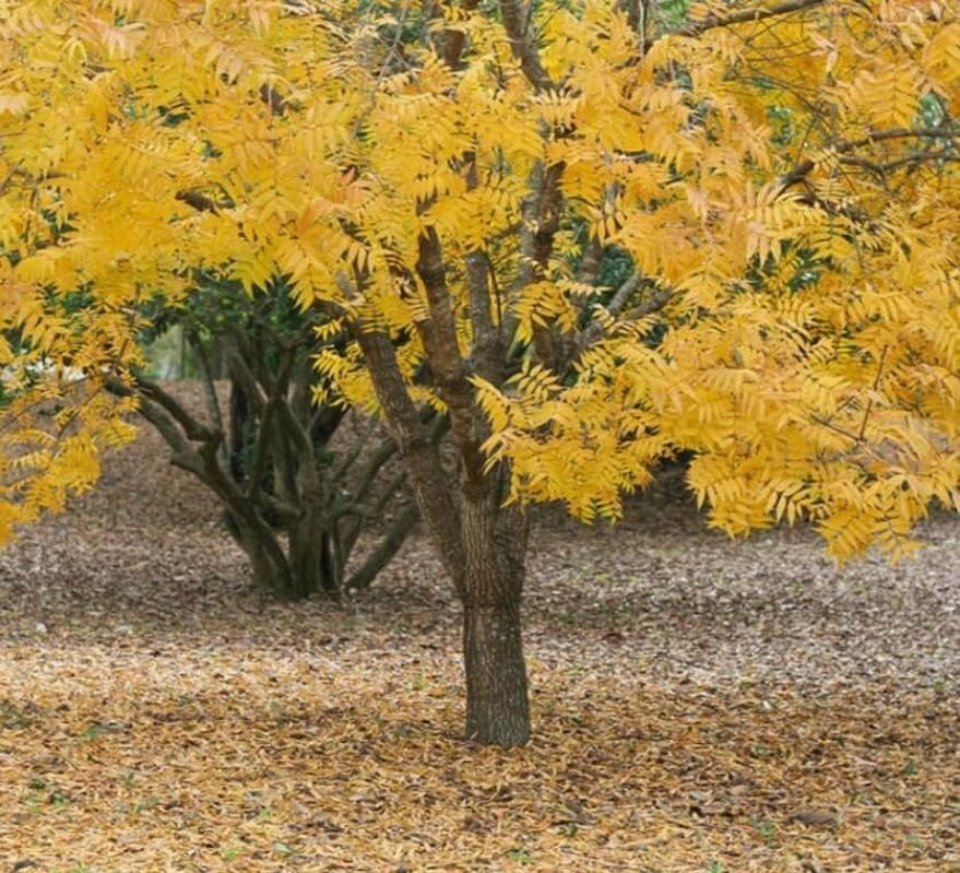 2 Honey Locust Trees - 10-18" Tall Live Plants - Fast Growing Shade Tree Seedlings - Gleditsia triacanthos - (2 Pack)