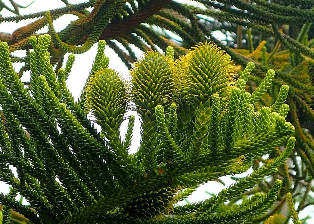 6 Graines d'Araucaria Columnaris, Pin Cook, Arbre Conifère de Nouvelle-Calédonie