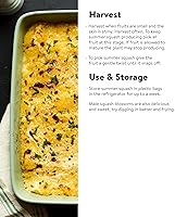 Vista 4 de Burpee - Semillas de calabacín de verano, variedad “Best”, 20 semillas