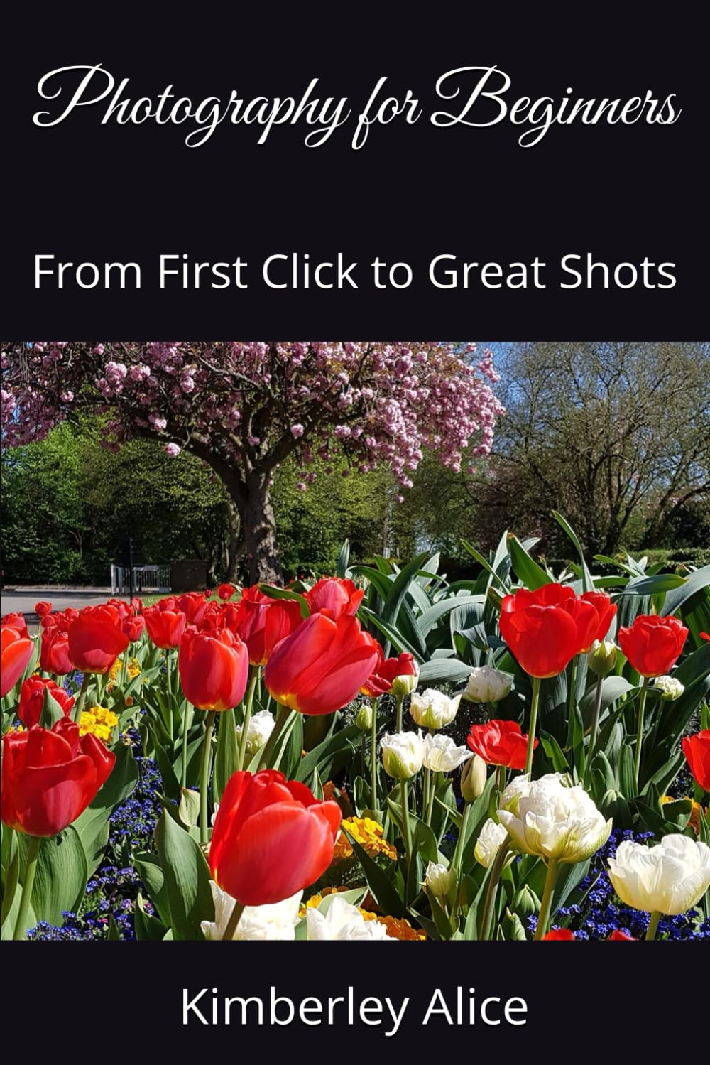 Photography for Beginners: From First Click to Great Shots