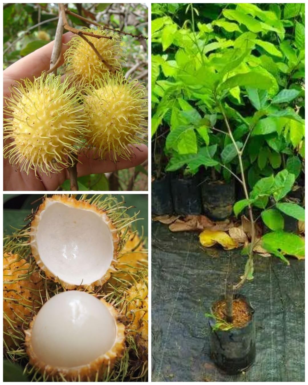 Rukonza Yellow Rambutan Exotic Plant (1 Healthy Live Nephelium Lappaceum Tree, Height 2-3 Feet) Hybrid Fruit Plant for Home Garden (B0CTG9D73Z) Amazon Price History, Amazon Price Tracker