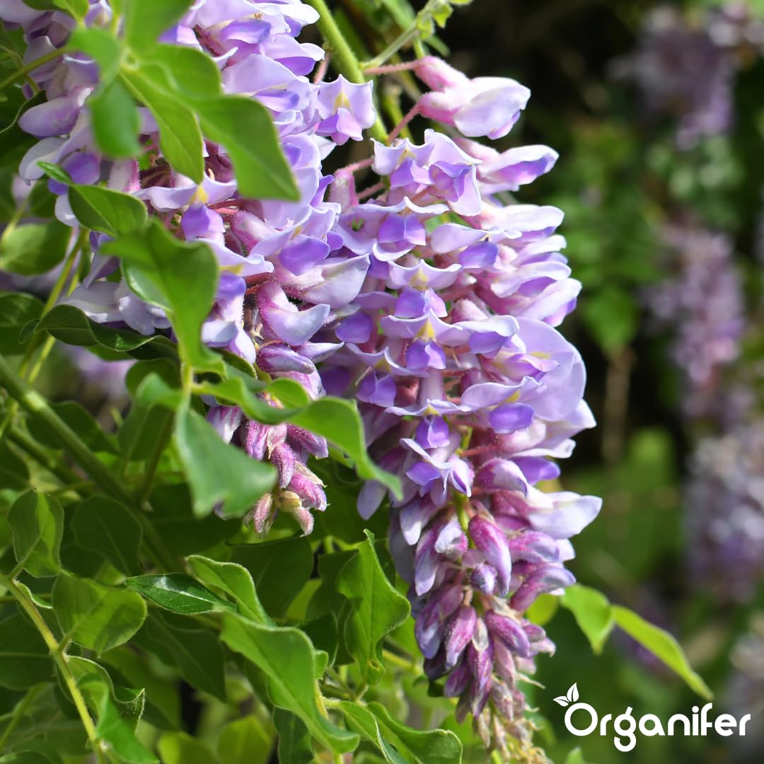 Fertilizante Líquido Para Glicina - 2x1L - NPK 2-1-8 | Abono Para Hojas Saludables Y Crecimiento Fuerte - Refuerza Raíces Y Vitalidad - Organifer