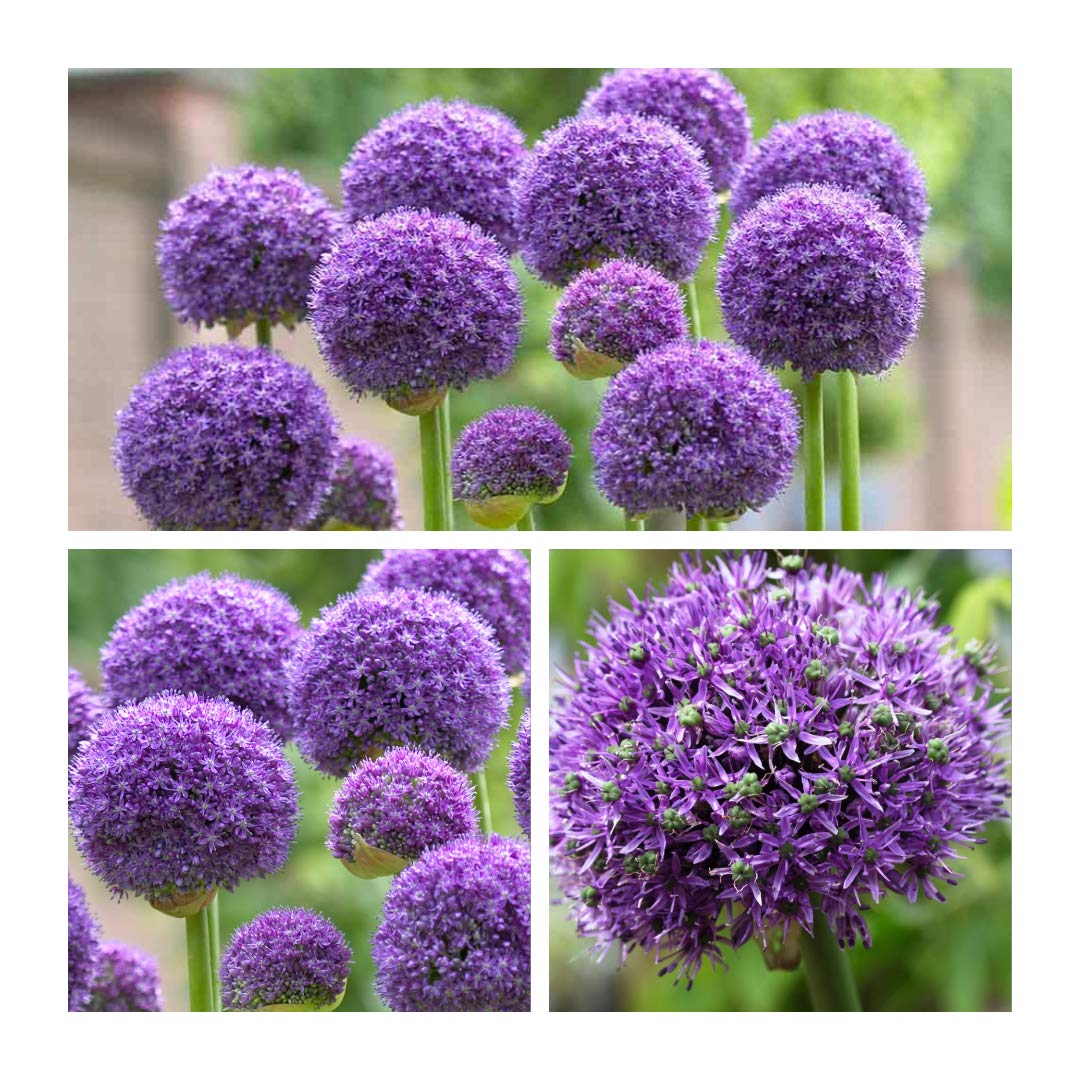Allium Gladiator Flower Bulbs Size 18/20 Spectacular Addition to Your Gardens. (1)