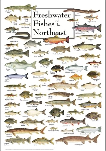 Earth Sky + Water - Peces de agua dulce del noreste - Póster
