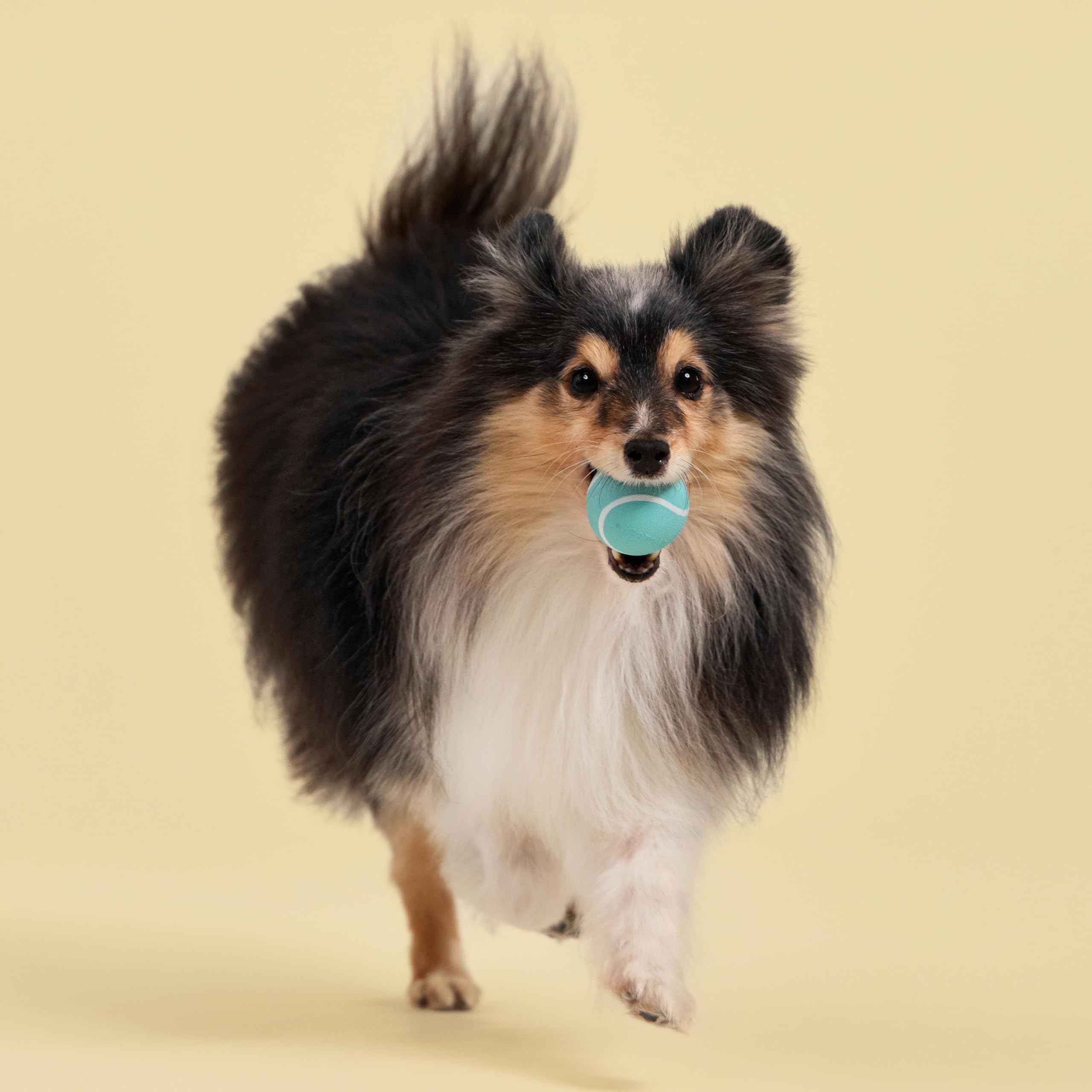Playology Hundespielzeug, quietschender Kauball für Hunde, 3er-Pack, Erdnussbutterduft, kleine Hundebälle, federnd, schwimmendes Kauspielzeug zum Apportieren