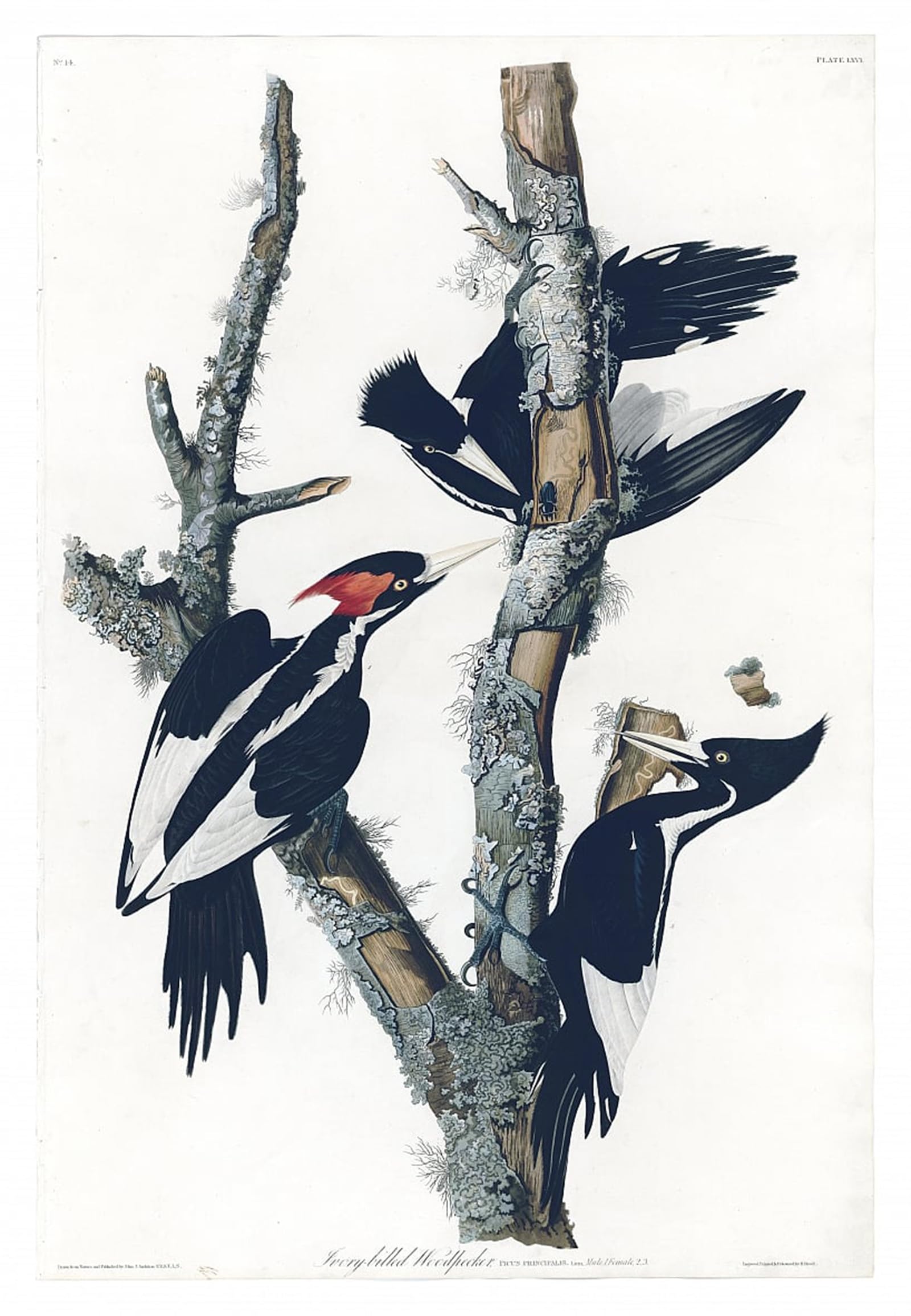 POSTERIIk Vintage Art Print Images Pictures Print Plate of Birds of America by John Jamess Audubon Modern Colour Posters for Office Home Decor 60x90cm