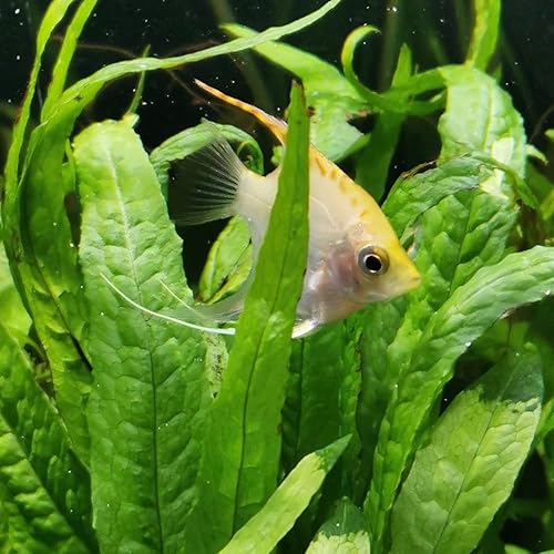 Miniatura 4 de Mainam 4 Anubias diferentes Nana Amazon Sword Java Fern Windelov Tropical de agua dulce vivo acuario plantas decoraciones 3 días BUY2GET1FREE