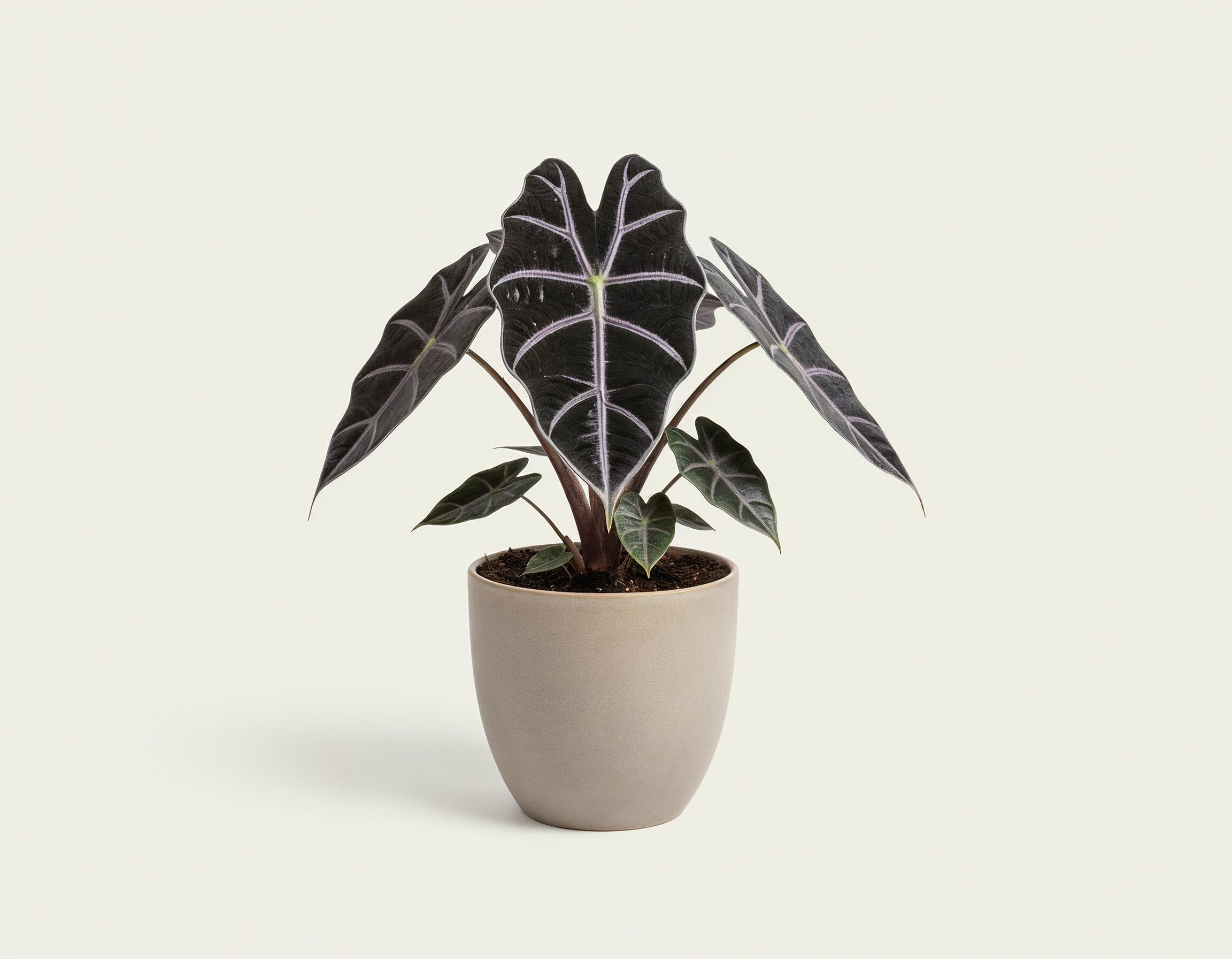 NatureHolic Zimmerpflanze Alocasia longiloba Purple Vein - exotische Blattschmuckpflanze mit violetten Blattadern – Pflegeleichte echte Pflanze für tropisches Flair