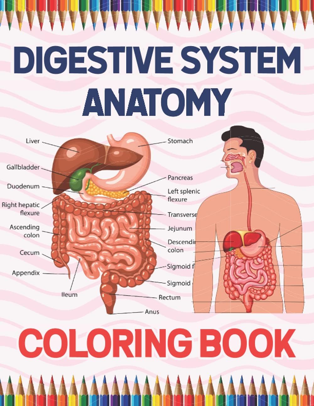 Digestive System Anatomy Coloring Book: Human Digestive System Anatomy Coloring Book For Kids. Human Digestive System Anatomy Coloring Pages for Kids. ... Coloring Book. Great Book For Boys & Girls.