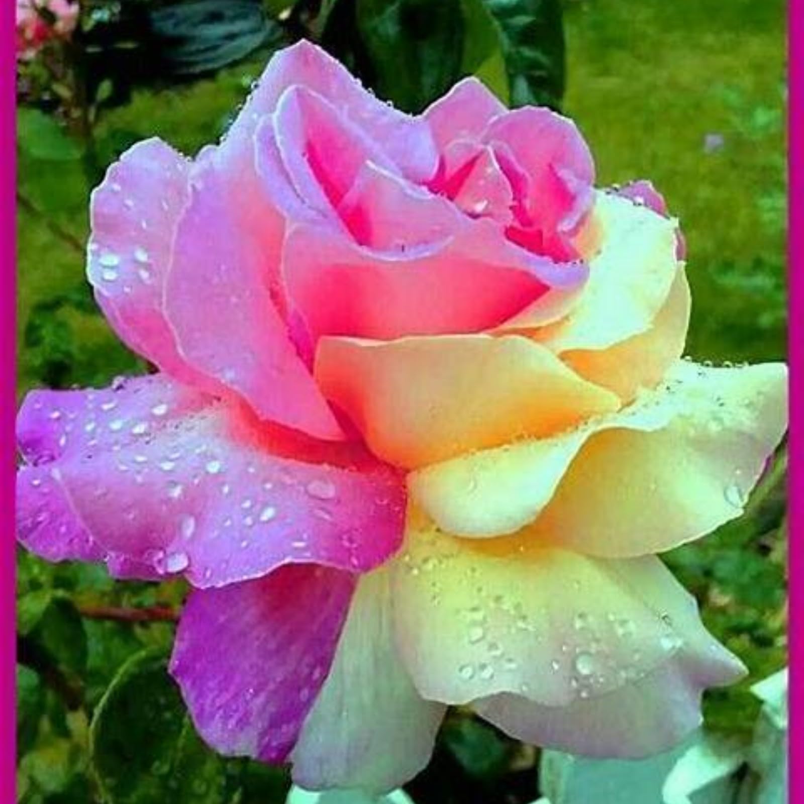 Unique Rose Bulbs for Planting Now UK Ornamental Perennial Greening Flower Natural Organic Excellent Good for Containers Cold-Resistant Easy Plant Display-4bulbs-J