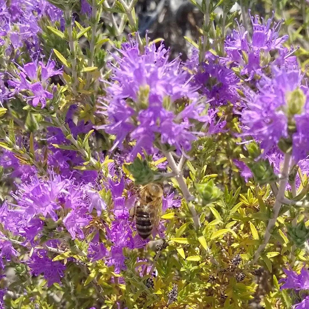 Laconic Foods | Wild Thyme Honey | Raw & Unfiltered Greek | Fourth-Generation Beekeepers | Single-Origin Mediterranean | 315g