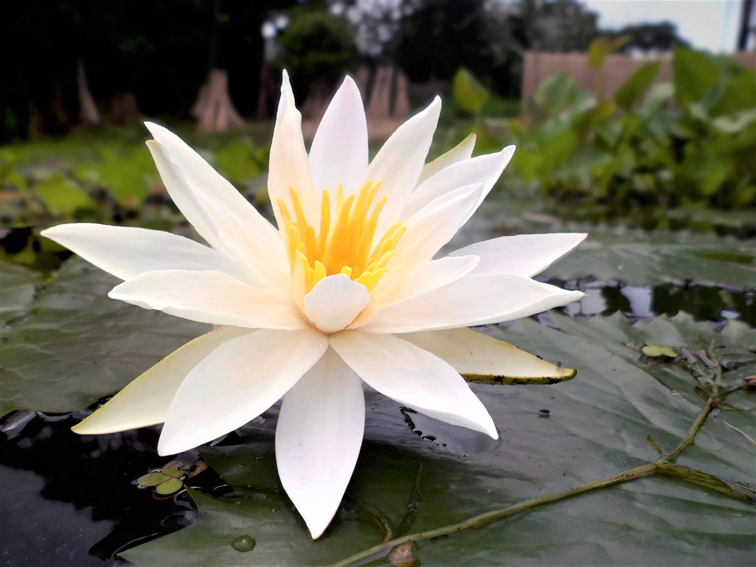 100 Nymphaea pubescens, Seeds, White Water LilySeeds, White Lotus Seeds,  Aquatic Plants Seeds, Aquarium Plant Seeds : Amazon.co.uk: Garden