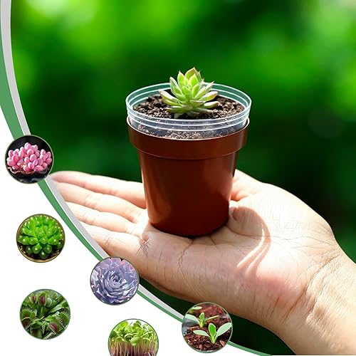 Miniatura 5 de Macetas Redondas de 2 Pulgadas para Plántulas de Vivero (Rojo+Transparente), Paquete de 100 Mini Macetas de Plástico para Plántulas, Macetas de