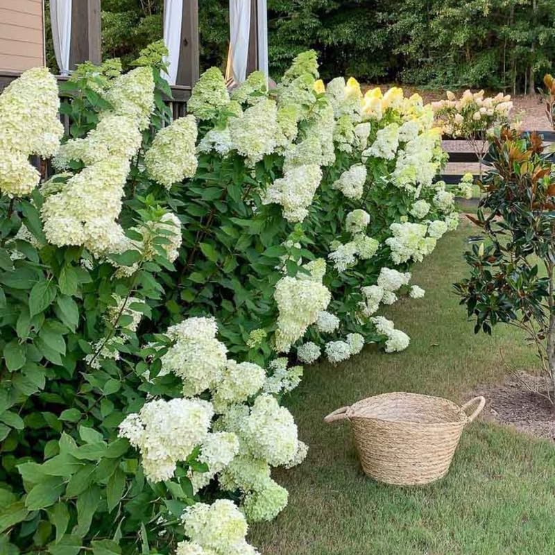 Hydrangea Plant Live for Planting, 7-12" Tall, Hydrangea Tree Live Plant in Pot, Hydrangea Flowers (Lime Hydrangea)