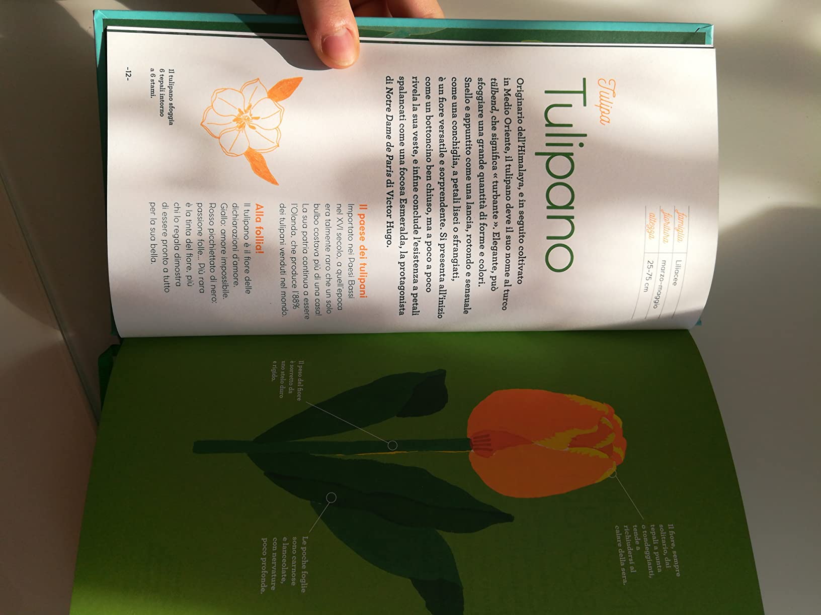 contenuto sintetico, illustrazioni e grafica ben fatte