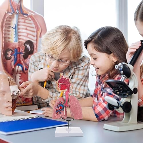 Miniatura 4 de Modelo 4D, modelo de pulmón respiratorio enseñanza con cabeza y pulmones, herramientas prácticas de estudio de modelos 3D para estudiantes de