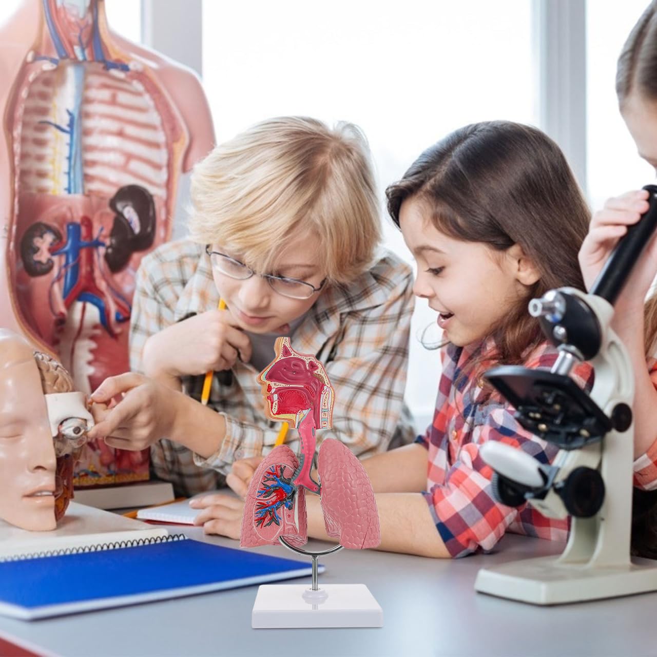 iplusmile Human Body Model, Atemwege Lunge Modell, Medizinische Atemwege Lunge Modell Anatomie Lehre Werkzeug Vorschule Ausbildung Display
