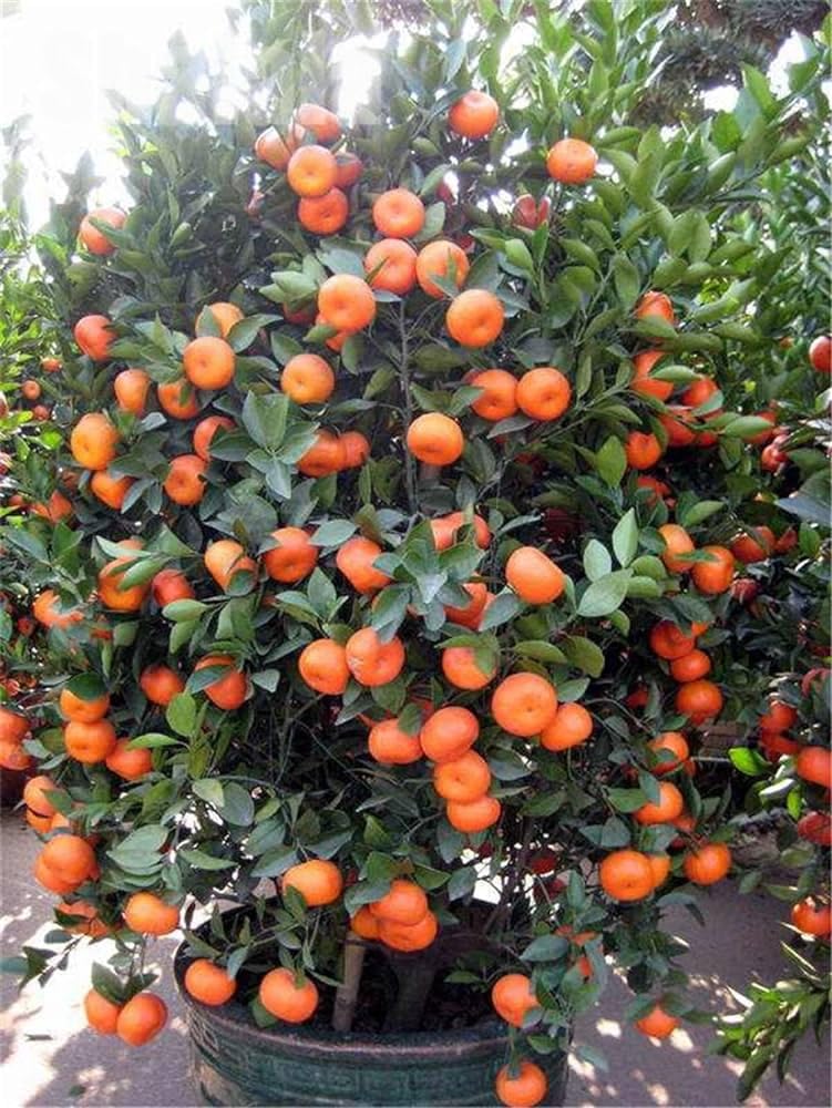 See full amazon price history chart for ONLINE PLANT BAZAR Original Sweet China Orange Komla Santra Lemon Fruit Grafted Live Plant(Plant Height -1.5 Ft - 2 Feet) ONLINE PLANT BAZAR Original Sweet China Orange Komla Santra Lemon Fruit Grafted Live Plant(Plant Height -1.5 Ft - 2 Feet) (B0D1CSRJNF) Amazon Price History, Amazon Price Tracker