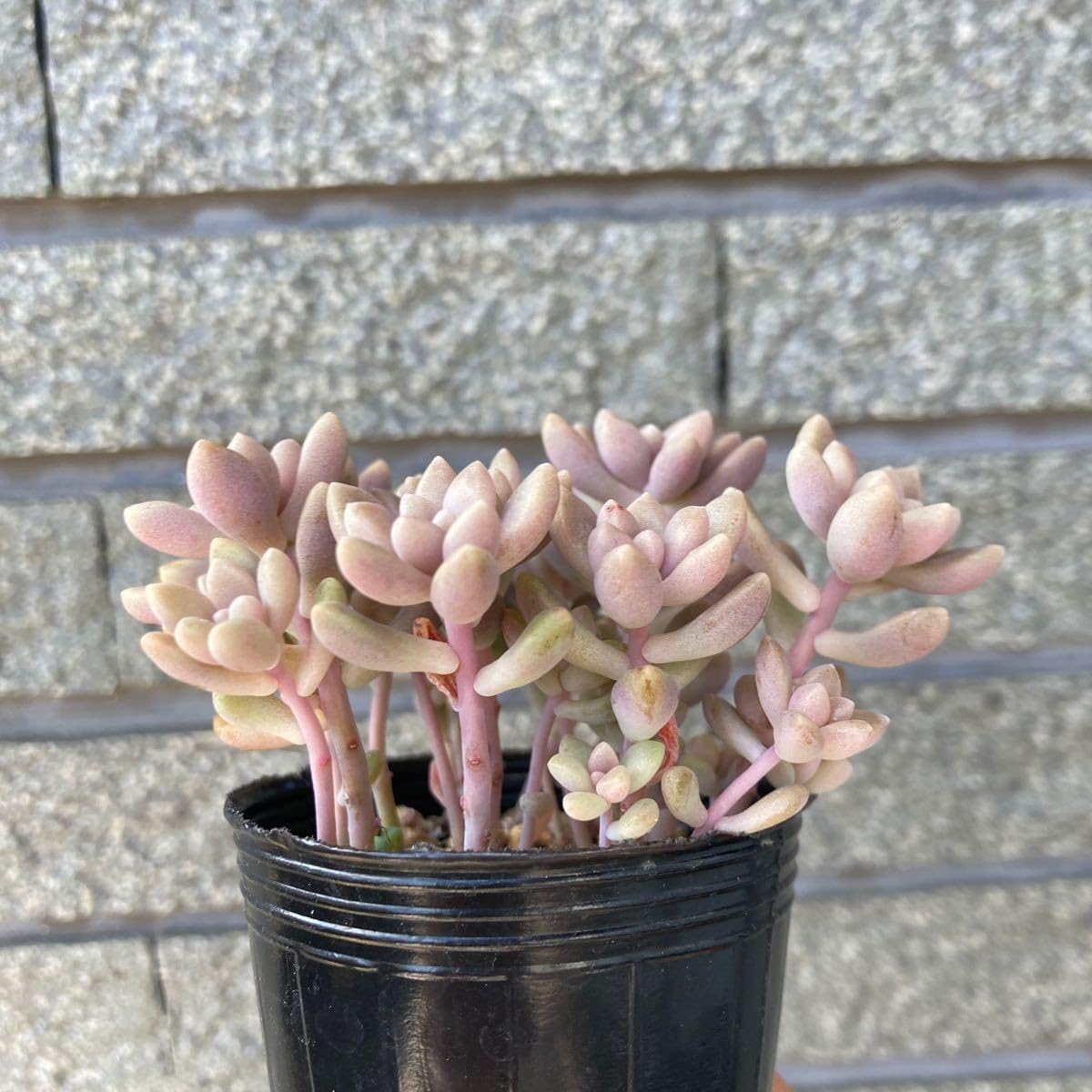 Amazon.co.jp: 多肉植物 姫秀麗 姫秋麗 ① : ビューティー