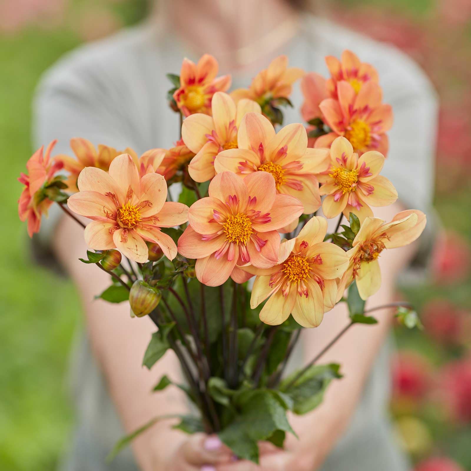 Eden Brothers Kelsey Annie Joy Dahlia Tubers