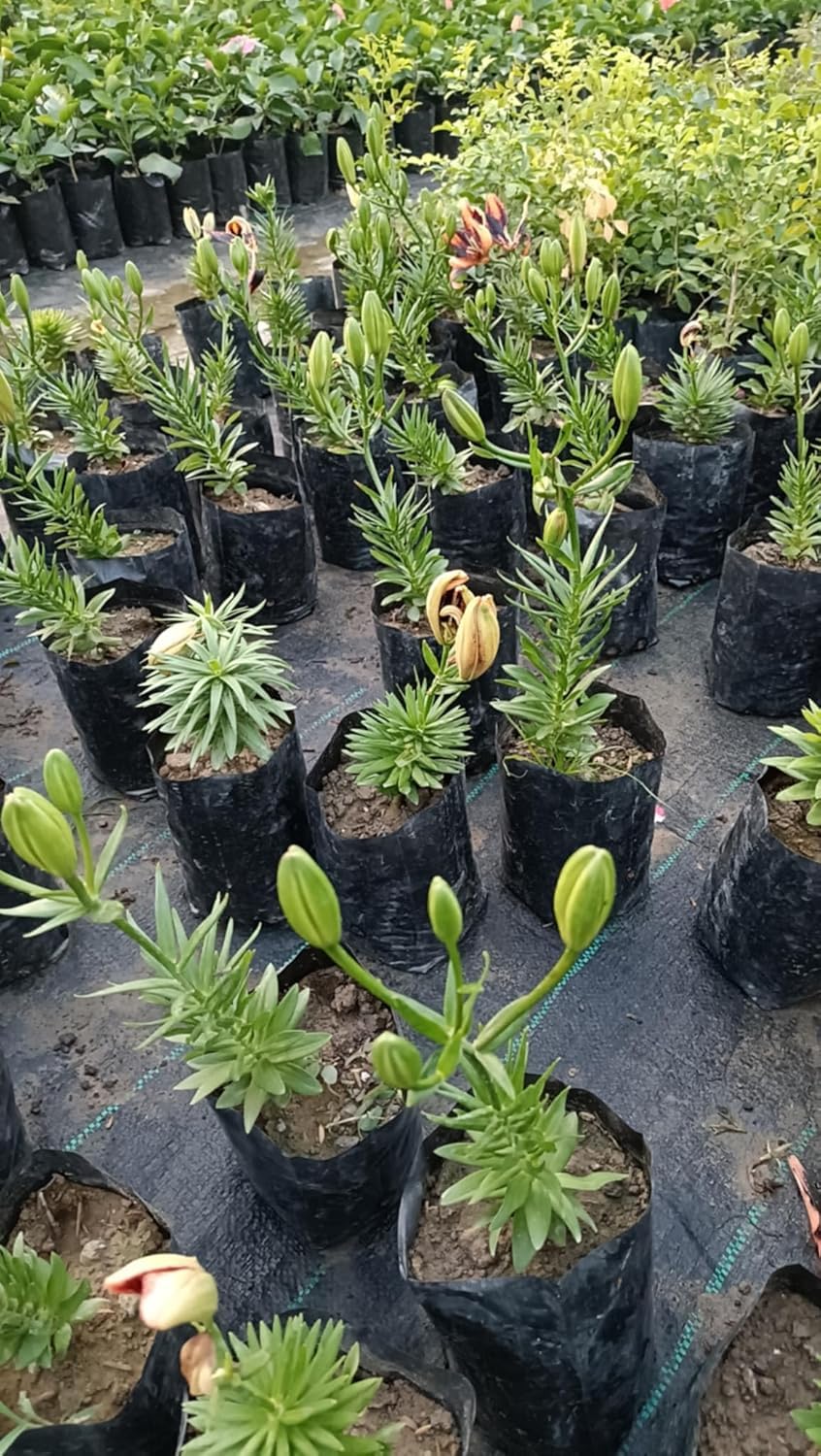 Manjuu Lilium Live Flower Plant Lily Rare Plant (Without Pot) Pack