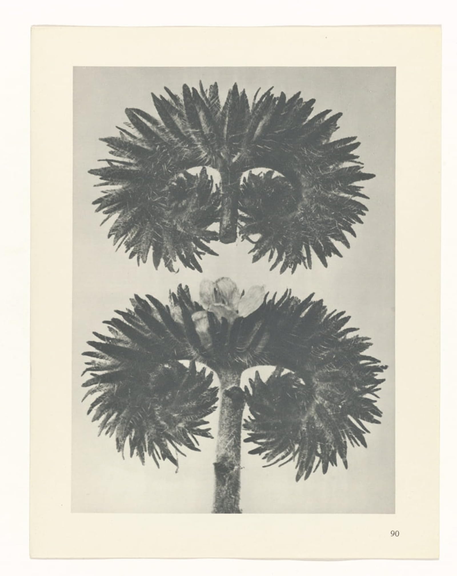 POSTERIIk Vintage Print Pop Art Landscape Artwork Botanical Picture Painting Canvas Art by Karl Blossfeldt Art Prints for Office Home Decor 60x90cm