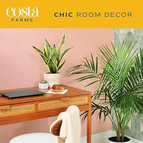 Miniatura 10 de Costa Farms - Planta de serpiente Sansevieria de interior viva, fácil de cultivar en maceta de interior, mezcla de tierra, decoración del hogar y