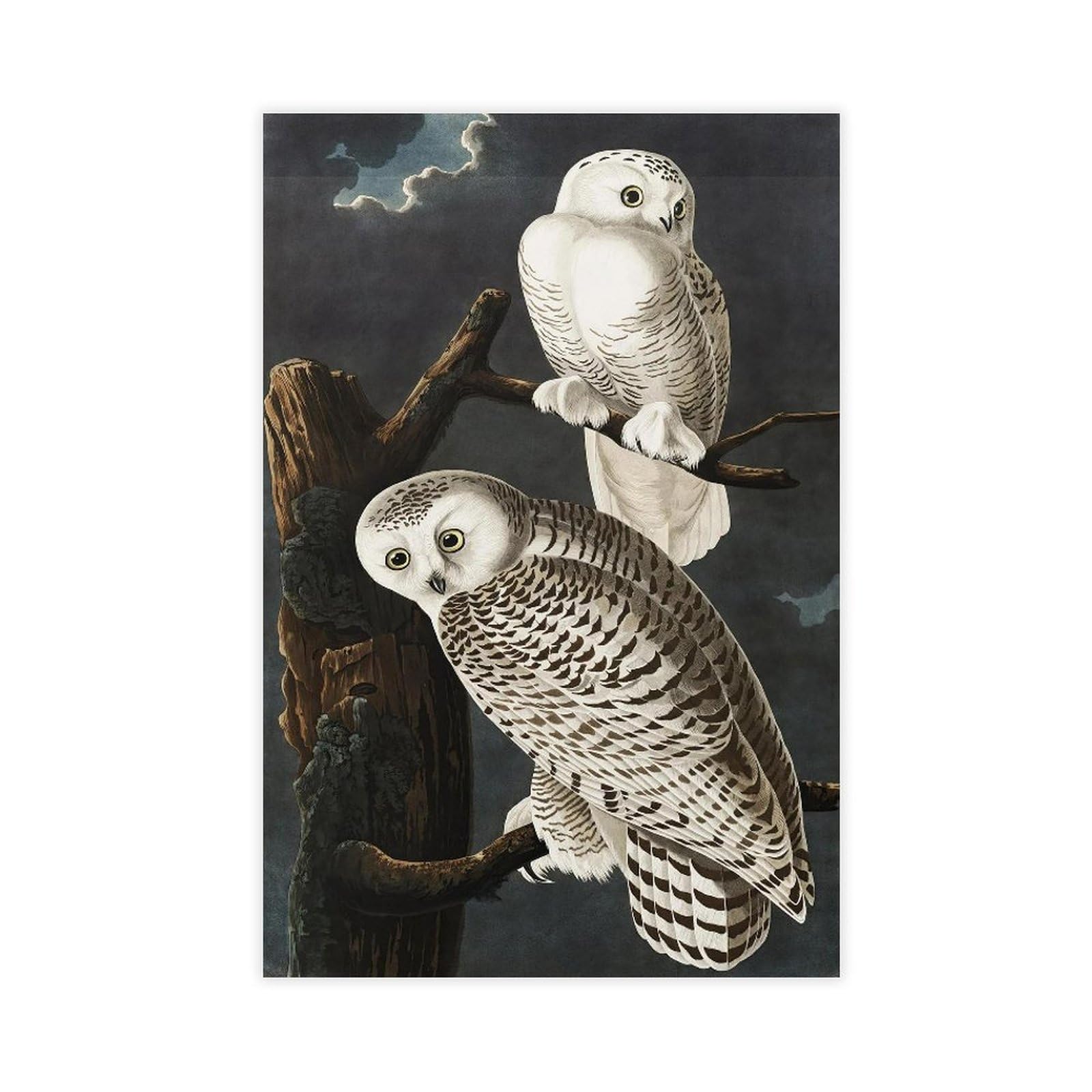 Toile hiboux des neiges Audubon impression artistique de qualite - 8