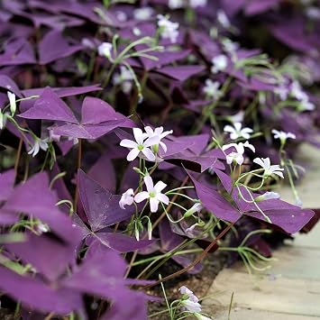Votaniki Oxalis Triangularis Purple Shamrocks - Perennial Oxalis Triangularis Bulbs for Planting | Dark Purple Foliage & Light Pink Flowers - Perfect for Indoor & Outdoor 12 Pack
