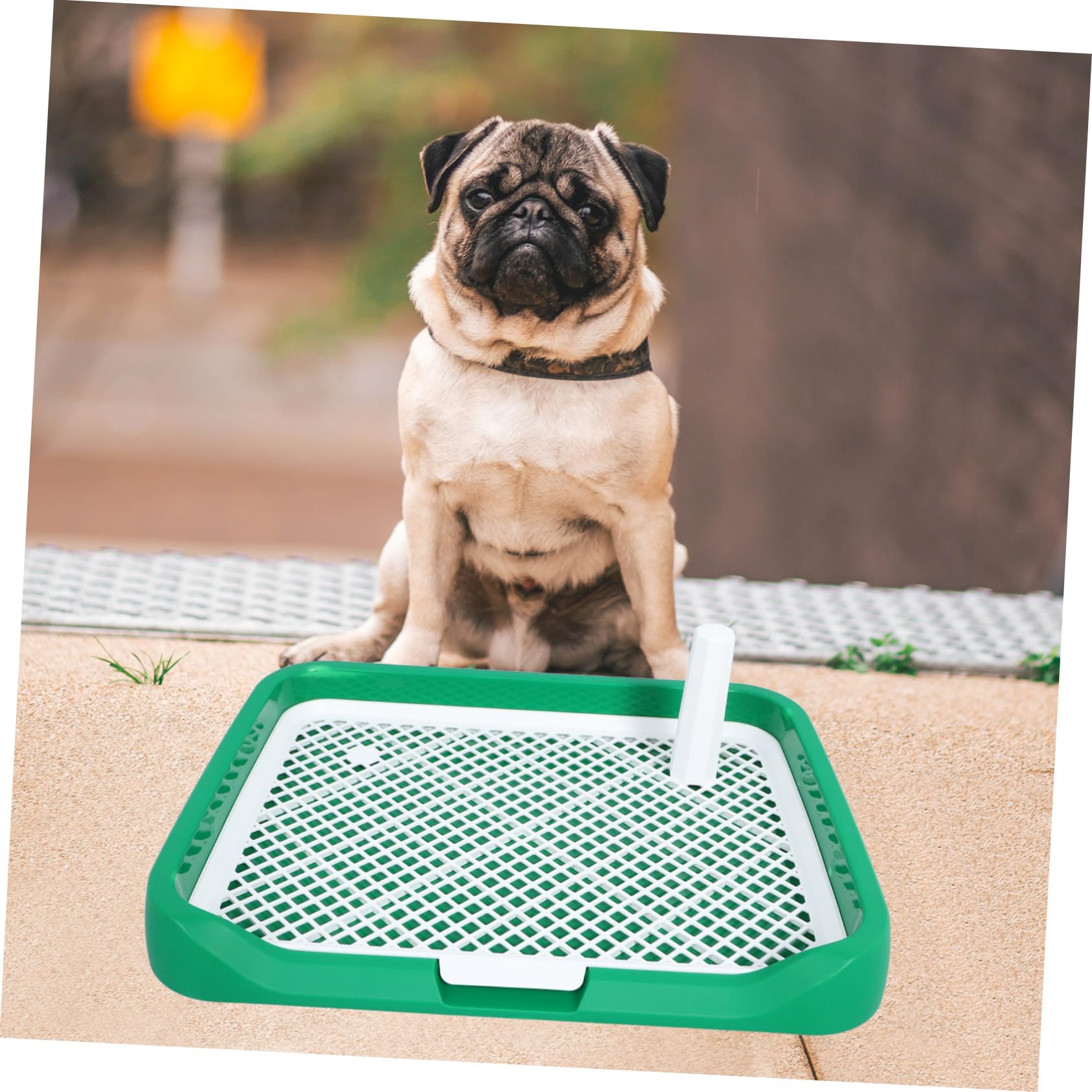 Amazon | Kisangel 犬用トイレ 屋内トイレ 小型犬用 滑り止め付き